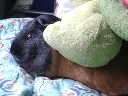 Rachel E Smith guinea pig Murderface