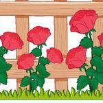 Rose bushes