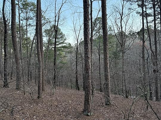 a group of trees in a forest