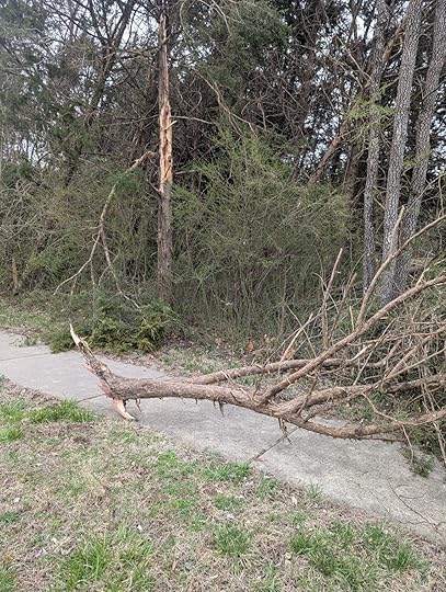 Rolla, Missouri Tornado. Fallen tree on the sidewalk next to Lion's Club Park.