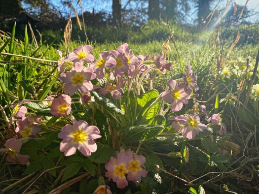pink polyanthus - pretty in pink
