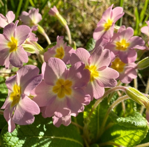 pretty in pink - polyanthus