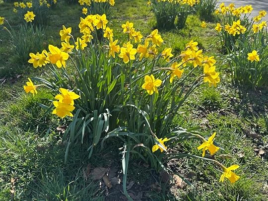 Daffodils