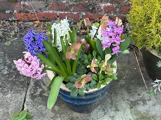 Pink, purple, and white hyacinths