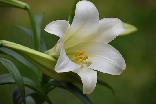 Free Flower Lily photo and picture