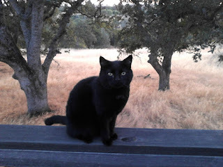 Panzer says, After this week I need to laugh at something.