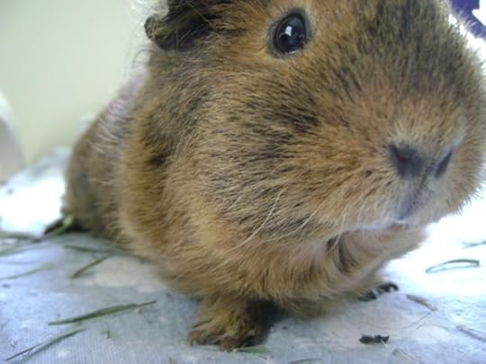 Rachel E Smith guinea pig Pammy