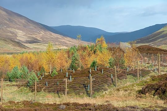 reforesting project in scottish cairgorns