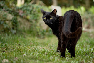 Panzer says, Off to look for something else.
