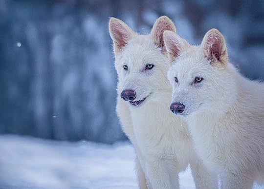 Two real white dire wolves 