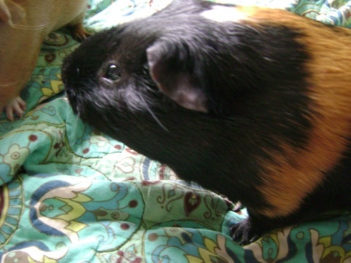 Rachel E Smith guinea pigs Belvedere and Pickles