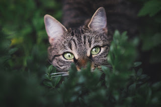 I see you. Do you see me?