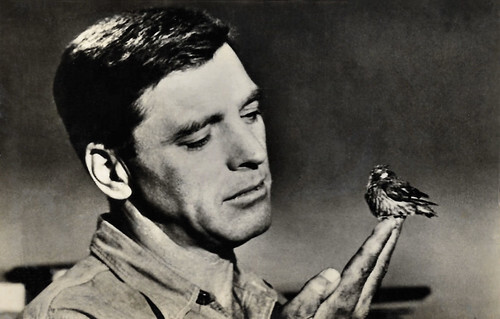 Burt Lancaster in Birdman of Alcatraz (1962)