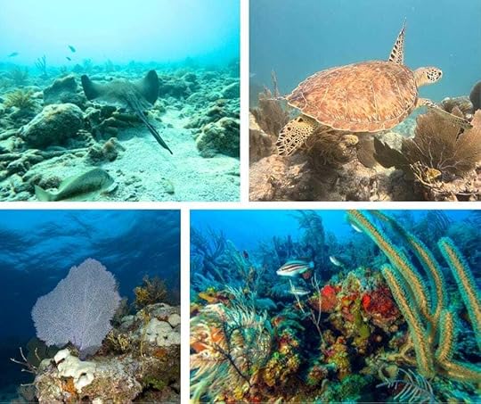 Over 50s Guide to Adventure Travel - Scuba diving offers an adventure in an entirely different world