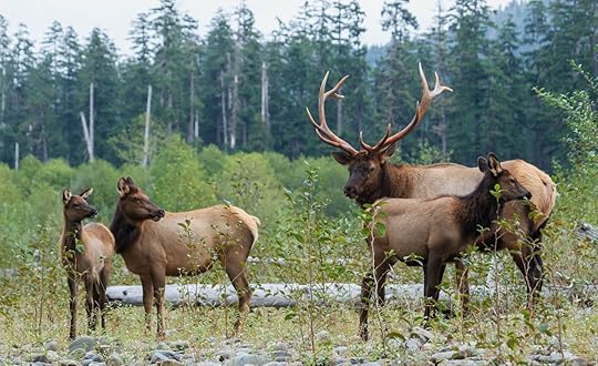 wildlife in national parks - elk in PNW