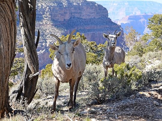 wildlife in national parks - sheep at grand canyon