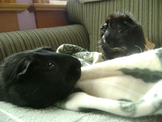 Rachel E Smith guinea pigs Salem and Hen Wen
