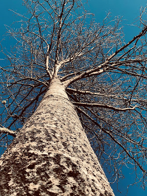 Tree-NanneNyander.se