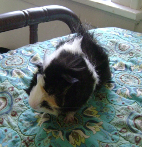 Rachel E Smith guinea pig Finny