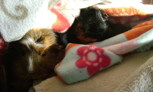 Rachel Smith guinea pigs Peregrine and Merricat
