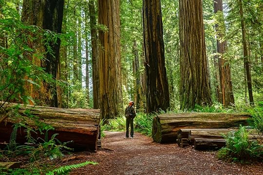 national park week 2025 - hiker in redwoods