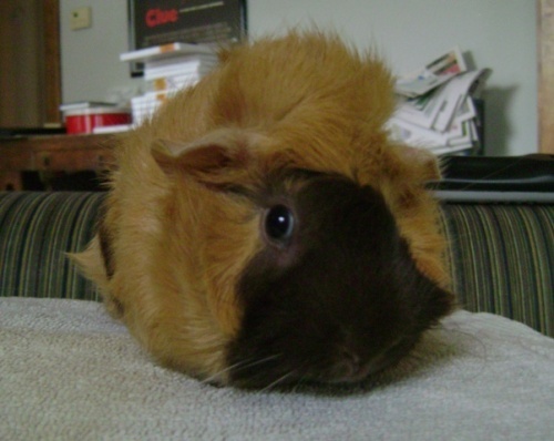 Rachel E Smith guinea pig Ozma