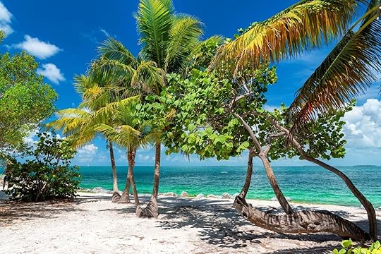 Palm trees and turquoise sea in a tropical beach in Key Largo, Florida