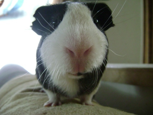 Rachel E Smith guinea pig Thorfy