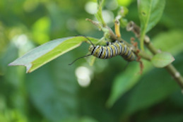 Caterpillar