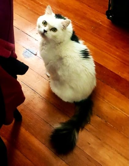 Photo of my cat, Boyfriend/Patrick