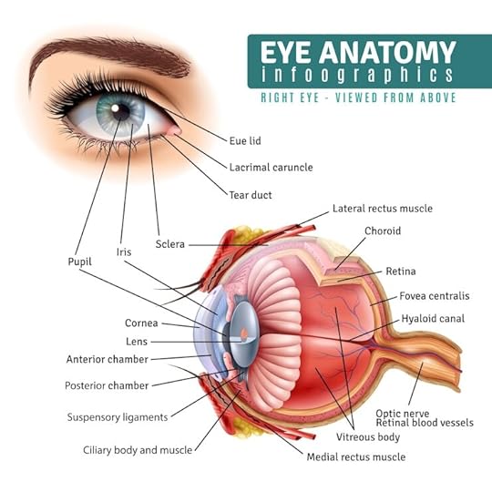 Free Vector realistic eye anatomy infographics