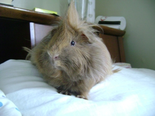 Rachel E Smith guinea pig Danger Crumples