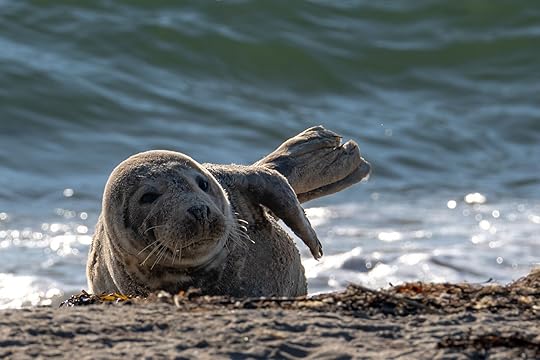 Seal resting on the beach at the north end of Block Island, Rhode Island
