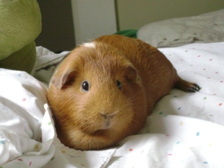 Rachel E Smith guinea pig Pickles