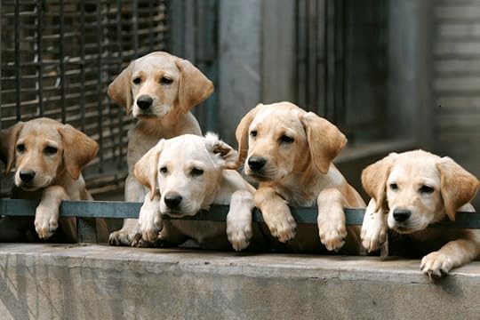 Dog Breeder Problems