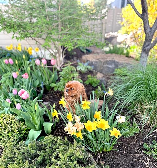 Nelletulipsdaffodilsverticalfrontgardenapril2025