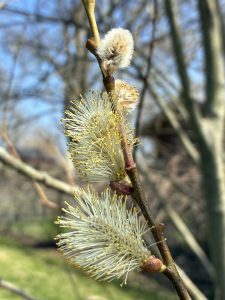 a close-up of pussy willow catkins. some are wooly white balls, while others have bloomed into bundles of pale yellow threads