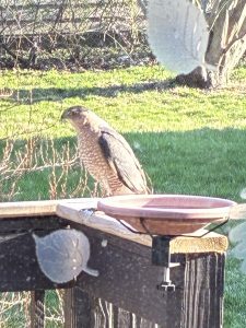 a Cooper's hawk standing a the rail of a deck next to a birdbath wondering where all the meals went. It is about 12+ inches tall (not including its tail) with a light-brown and white streaked chest and gray wings, back, and head