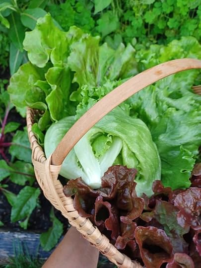 Basket of green and red lettuces just harvested.