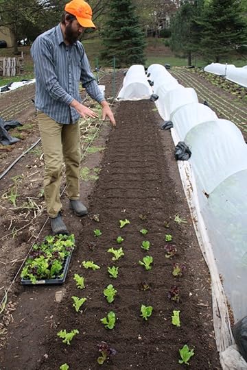 Farmer pointing to soil and newly transplanted lettuce seedlings. With many rows with row cover already platned behind him.
