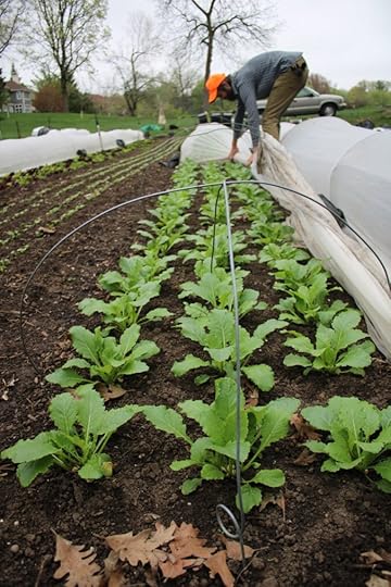 Farmer checking lettuce growth under row cover low tunnels.