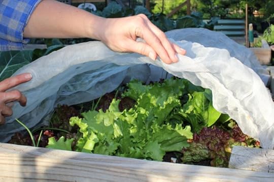 Peeking under row covers to check on lettuce growth