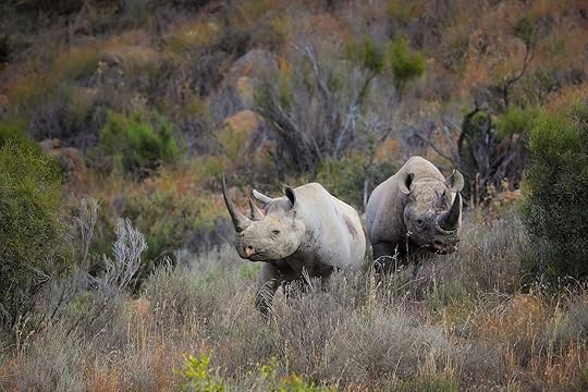 karoo national park rhinos - alone season 12 