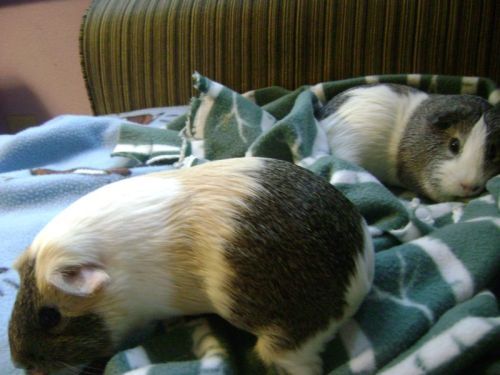 Rachel E Smith guinea pigs Dagmar and Camille