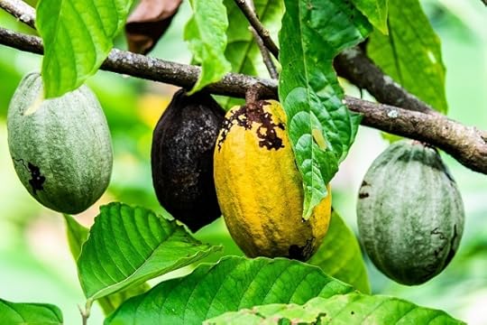 Cocoa beans in Grenada, Image by marvinbla from Pixabay