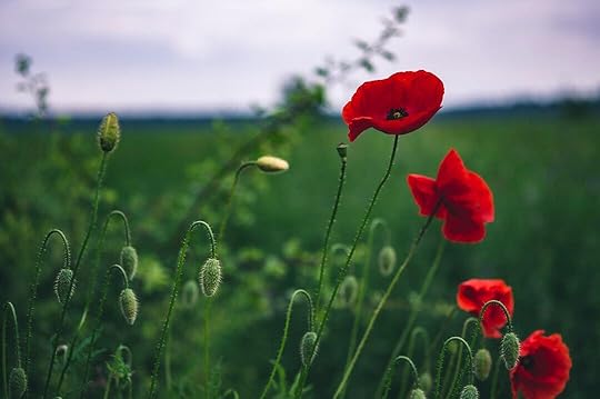 red petaled flower