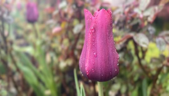 Lastinglovetuliprain