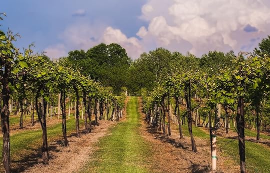 augusta missouri wine - vineyards