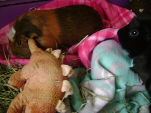 Rachel E Smith guinea pigs Peregrine and Merricat