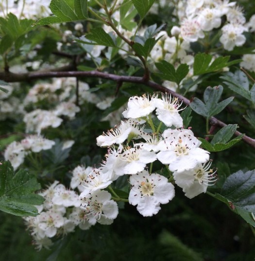 hawthorn